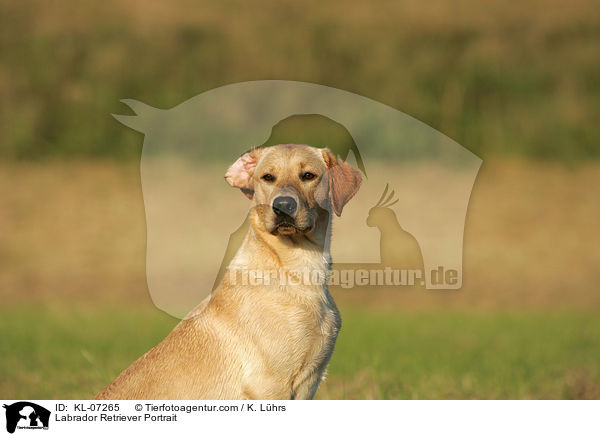 Labrador Retriever Portrait / Labrador Retriever Portrait / KL-07265