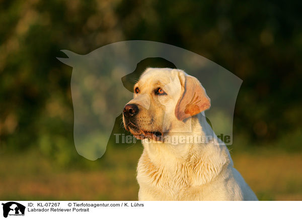 Labrador Retriever Portrait / Labrador Retriever Portrait / KL-07267