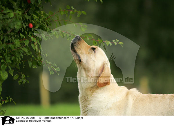Labrador Retriever Portrait / Labrador Retriever Portrait / KL-07268