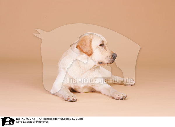 liegender Labrador Retriever / lying Labrador Retriever / KL-07273