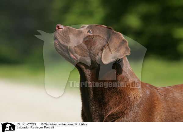 Labrador Retriever Portrait / Labrador Retriever Portrait / KL-07277