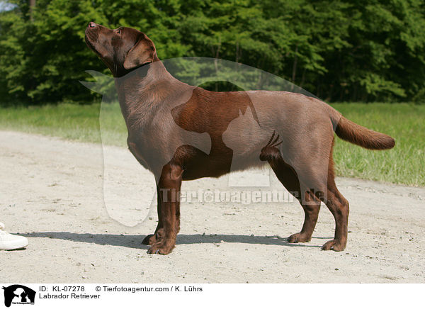 Labrador Retriever / Labrador Retriever / KL-07278