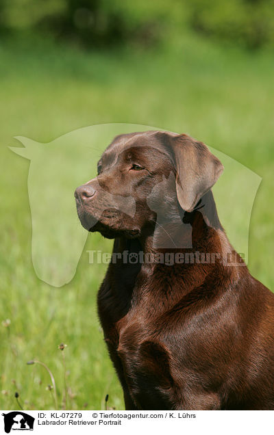 Labrador Retriever Portrait / Labrador Retriever Portrait / KL-07279
