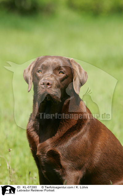 Labrador Retriever Portrait / Labrador Retriever Portrait / KL-07280