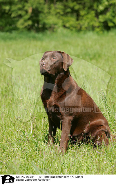 sitzender Labrador Retriever / sitting Labrador Retriever / KL-07281