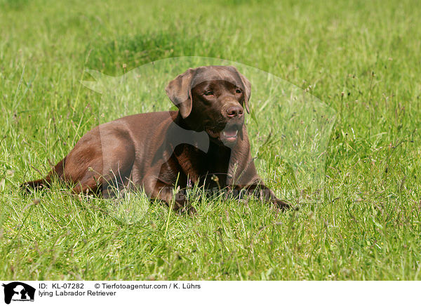 liegender Labrador Retriever / lying Labrador Retriever / KL-07282