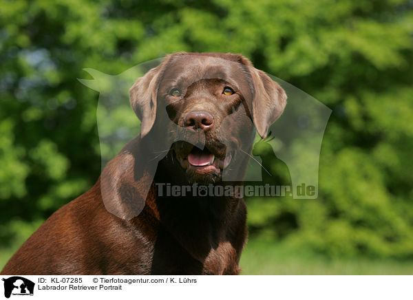 Labrador Retriever Portrait / Labrador Retriever Portrait / KL-07285