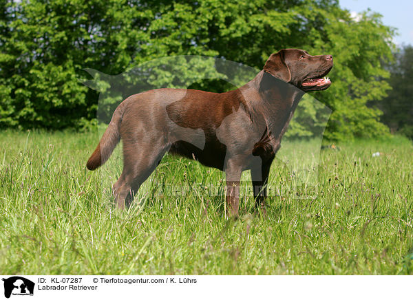 Labrador Retriever / Labrador Retriever / KL-07287