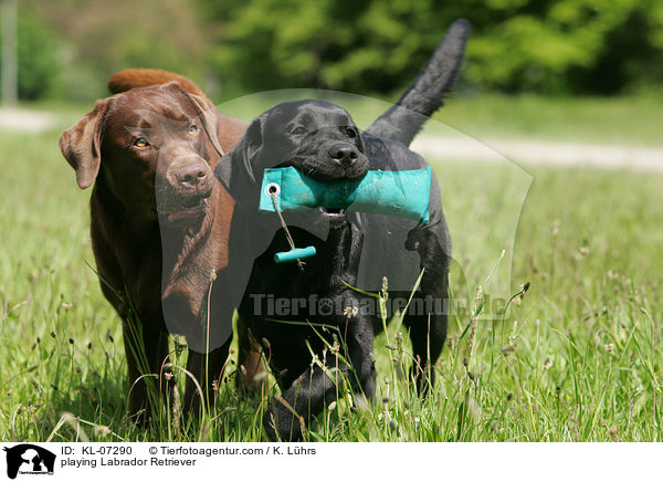 spielende Labrador Retriever / playing Labrador Retriever / KL-07290