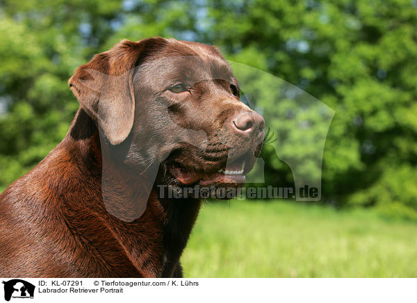 Labrador Retriever Portrait / Labrador Retriever Portrait / KL-07291