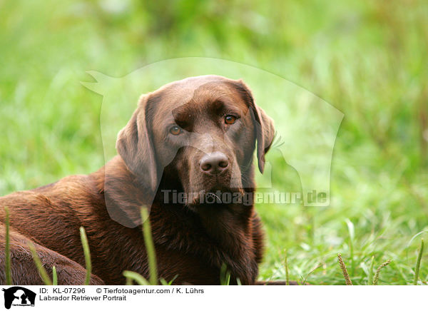 Labrador Retriever Portrait / Labrador Retriever Portrait / KL-07296