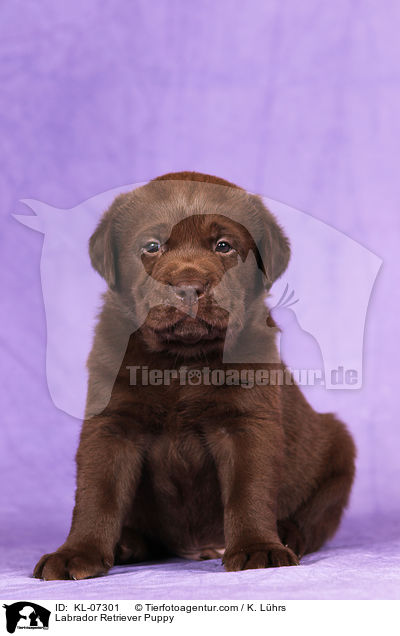 Labrador Retriever Welpe / Labrador Retriever Puppy / KL-07301