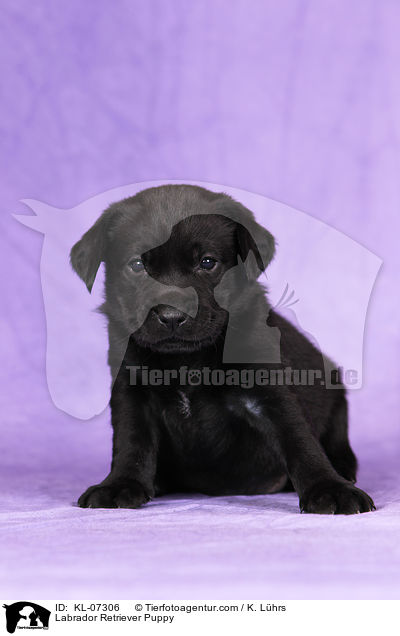 Labrador Retriever Welpe / Labrador Retriever Puppy / KL-07306