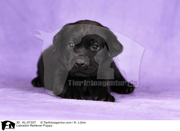 Labrador Retriever Welpe / Labrador Retriever Puppy / KL-07307