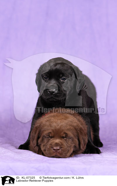 Labrador Retriever Welpen / Labrador Retriever Puppies / KL-07325