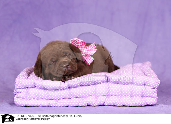 Labrador Retriever Welpe / Labrador Retriever Puppy / KL-07329