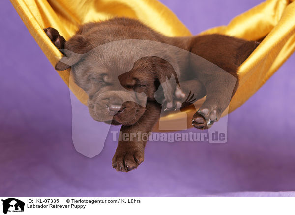 Labrador Retriever Welpe / Labrador Retriever Puppy / KL-07335
