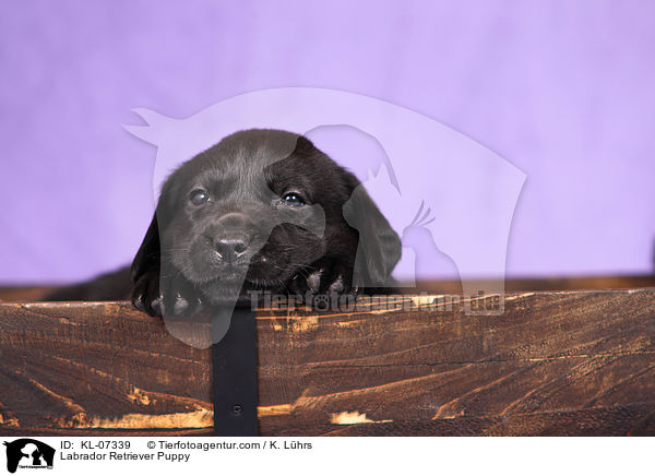 Labrador Retriever Welpe / Labrador Retriever Puppy / KL-07339