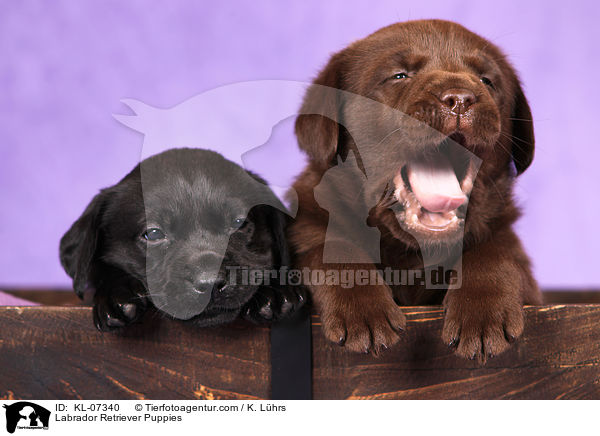 Labrador Retriever Puppies / KL-07340