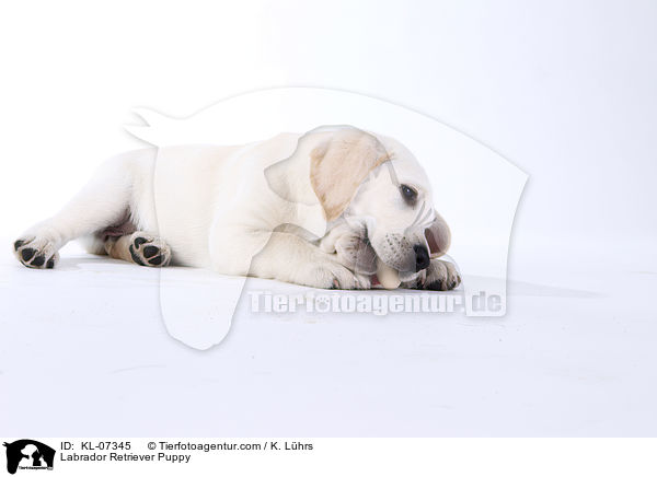 Labrador Retriever Welpe / Labrador Retriever Puppy / KL-07345