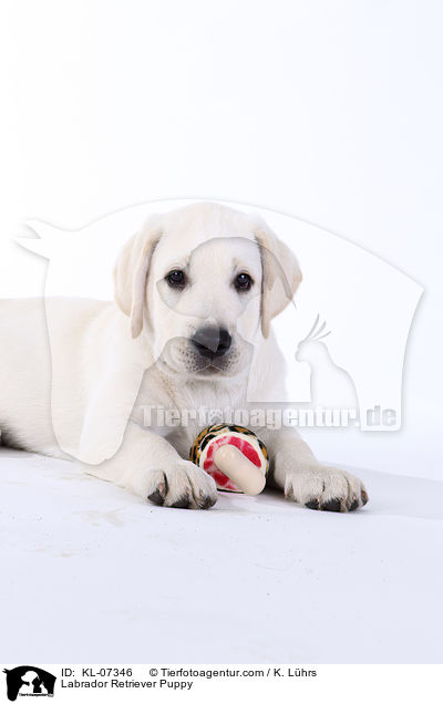 Labrador Retriever Welpe / Labrador Retriever Puppy / KL-07346