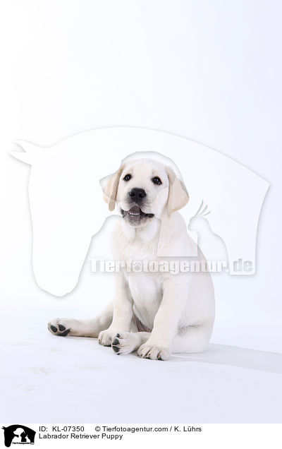 Labrador Retriever Welpe / Labrador Retriever Puppy / KL-07350
