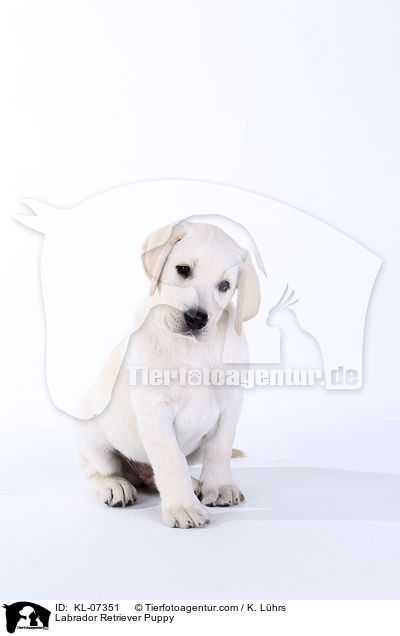 Labrador Retriever Welpe / Labrador Retriever Puppy / KL-07351