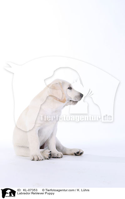 Labrador Retriever Welpe / Labrador Retriever Puppy / KL-07353