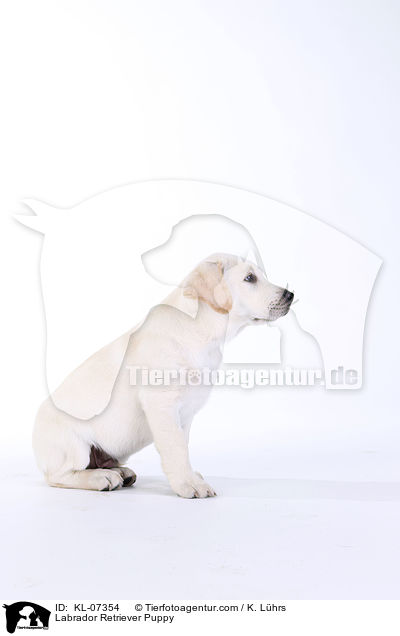 Labrador Retriever Welpe / Labrador Retriever Puppy / KL-07354