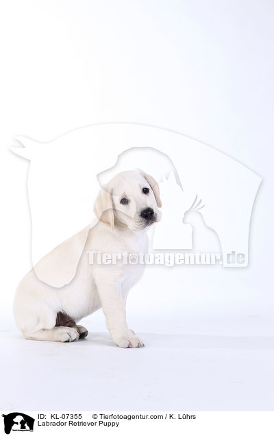 Labrador Retriever Welpe / Labrador Retriever Puppy / KL-07355