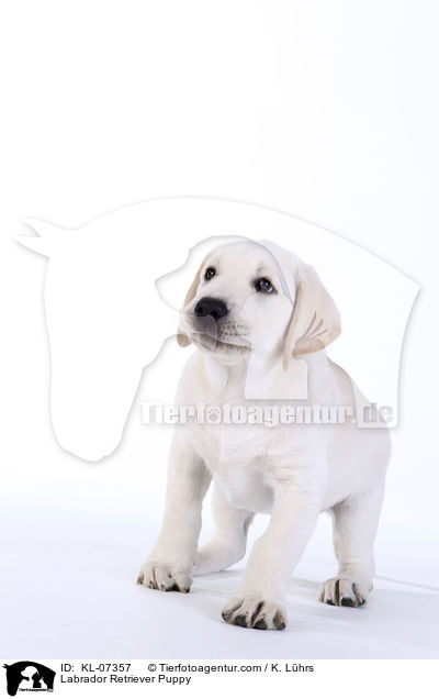 Labrador Retriever Welpe / Labrador Retriever Puppy / KL-07357