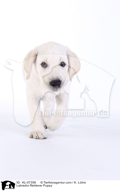 Labrador Retriever Welpe / Labrador Retriever Puppy / KL-07358