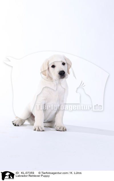 Labrador Retriever Welpe / Labrador Retriever Puppy / KL-07359