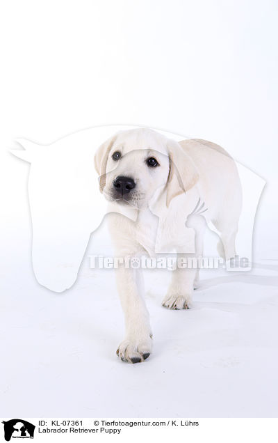 Labrador Retriever Welpe / Labrador Retriever Puppy / KL-07361