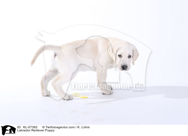 Labrador Retriever Welpe / Labrador Retriever Puppy / KL-07362