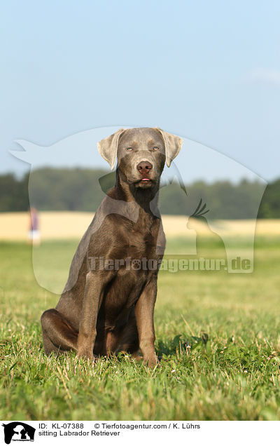 sitzender Labrador Retriever / sitting Labrador Retriever / KL-07388