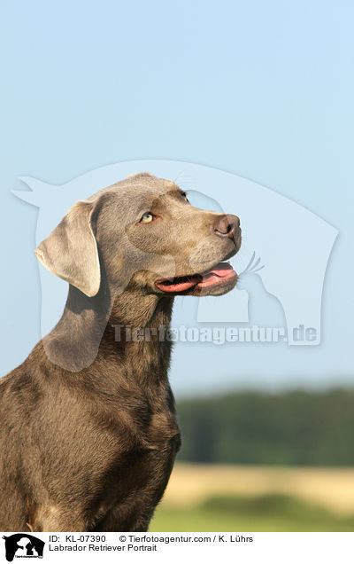 Labrador Retriever Portrait / Labrador Retriever Portrait / KL-07390