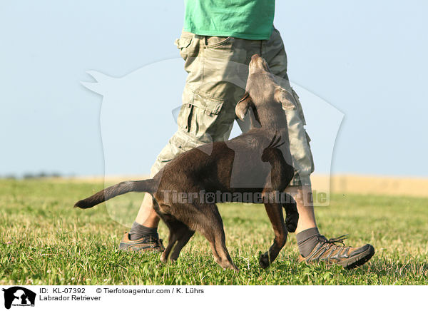 Labrador Retriever / Labrador Retriever / KL-07392