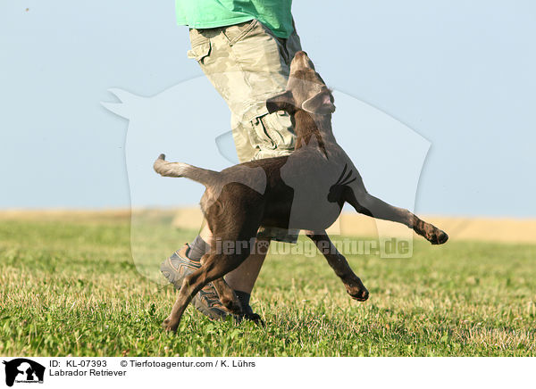 Labrador Retriever / Labrador Retriever / KL-07393
