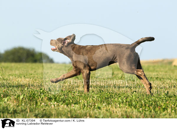 rennender Labrador Retriever / running Labrador Retriever / KL-07394