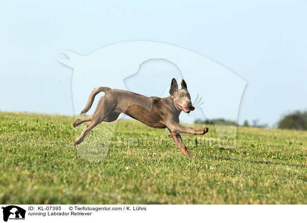 rennender Labrador Retriever / running Labrador Retriever / KL-07395