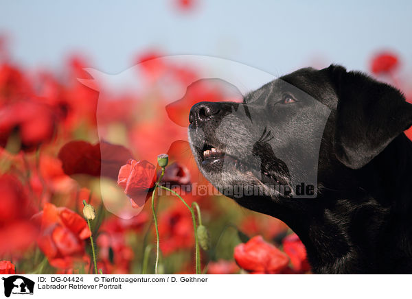 Labrador Retriever Portrait / Labrador Retriever Portrait / DG-04424