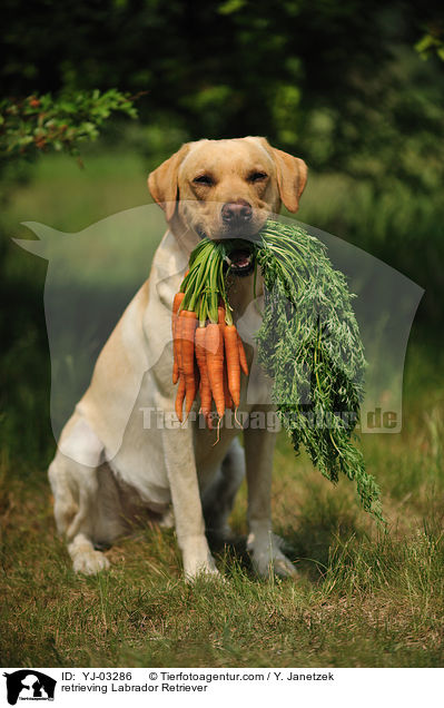 apportierender Labrador Retriever / retrieving Labrador Retriever / YJ-03286