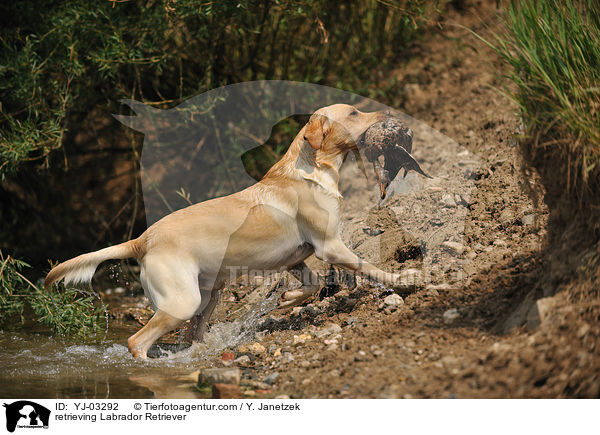 apportierender Labrador Retriever / retrieving Labrador Retriever / YJ-03292