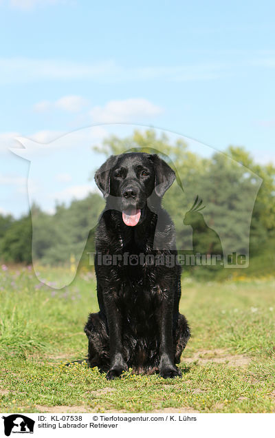 sitzender Labrador Retriever / sitting Labrador Retriever / KL-07538