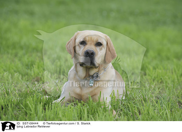 liegender Labrador Retriever / lying Labrador Retriever / SST-08444