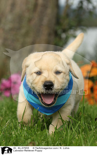 Labrador Retriever Welpe / Labrador Retriever Puppy / KL-07655