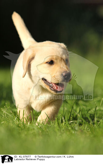 Labrador Retriever Welpe / Labrador Retriever Puppy / KL-07677