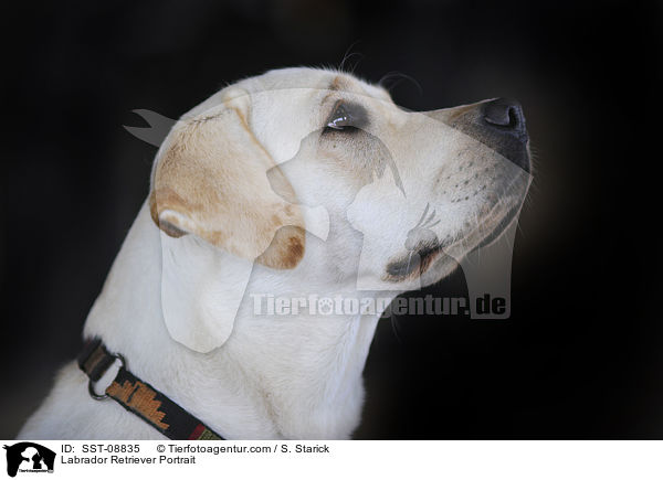 Labrador Retriever Portrait / Labrador Retriever Portrait / SST-08835