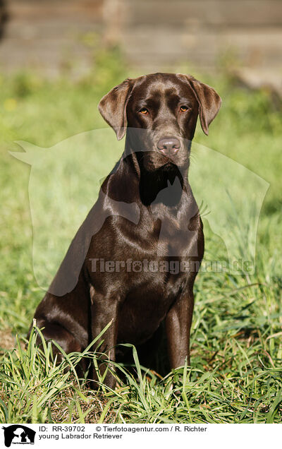 junger Labrador Retriever / young Labrador Retriever / RR-39702